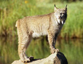 ilves