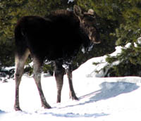 hirvi